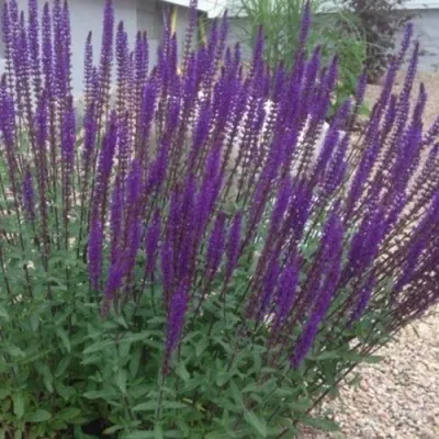 Шалфей КАРАДОНА в Москве