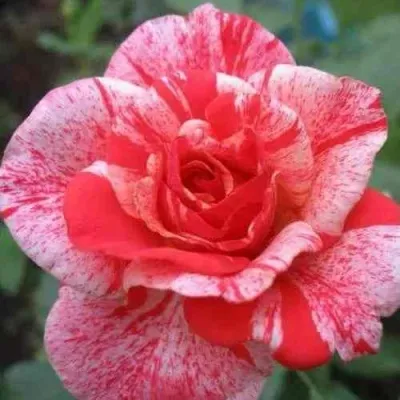 Саженцы роз ФИЛАТЕЛИЯ чайно-гибридная — описание сорта Саженцы роз ФИЛАТЕЛИЯ чайно-гибридная в Москве