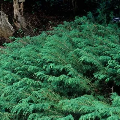 Микробиота  Микробиота в Москве