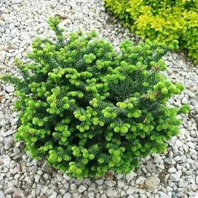 Пихта НАНА бальзамическая  Пихта НАНА бальзамическая в Москве