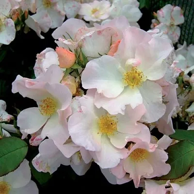 Саженцы роз САЛЛИ ХОЛМС мускусная  Саженцы роз САЛЛИ ХОЛМС мускусная в Москве