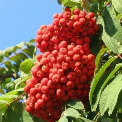 Рябина НЕВЕЖИНСКАЯ сладкоплодная — описание сорта Рябина НЕВЕЖИНСКАЯ сладкоплодная в Москве