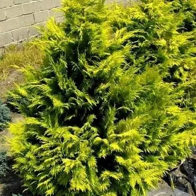 Кипарисовик ГОЛДЕН ВОНДЕР лавсона  Кипарисовик ГОЛДЕН ВОНДЕР лавсона в Москве