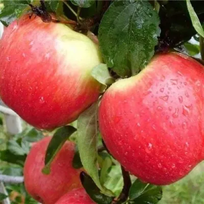 Яблоня ЖЕНЕВА (ЖЕНЕВА ЭРЛИ) в Москве