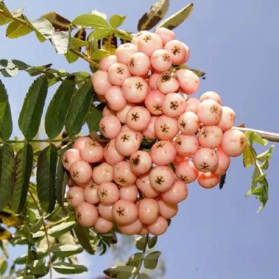 Рябина ПИНК ВЕЙЛ — описание сорта Рябина ПИНК ВЕЙЛ в Москве