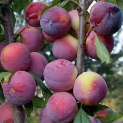 Слива ИМПЕРИАЛ колонновидная  — описание сорта Слива ИМПЕРИАЛ колонновидная  в Москве