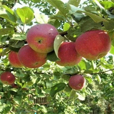 Яблоня ОРЛИК — описание сорта Яблоня ОРЛИК в Москве