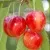 Черешня МЕДУНИЦА в Москве