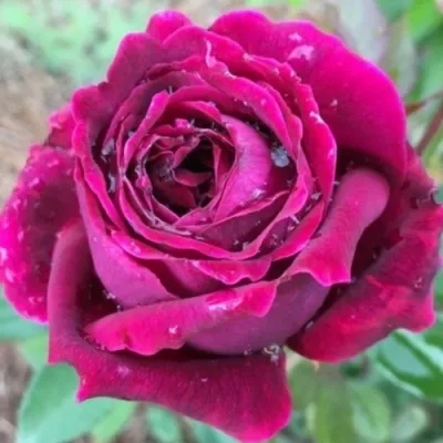 Саженцы роз РОЯЛ ПАЛАС японская — описание сорта Саженцы роз РОЯЛ ПАЛАС японская в Москве