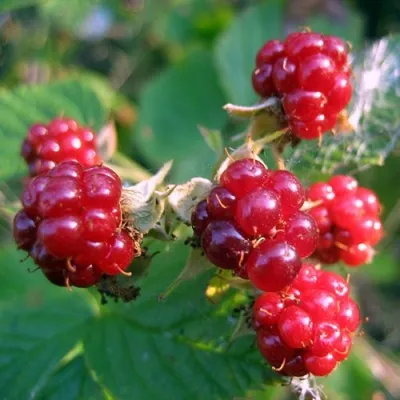 Княженика АСТРА — описание сорта Княженика АСТРА в Москве