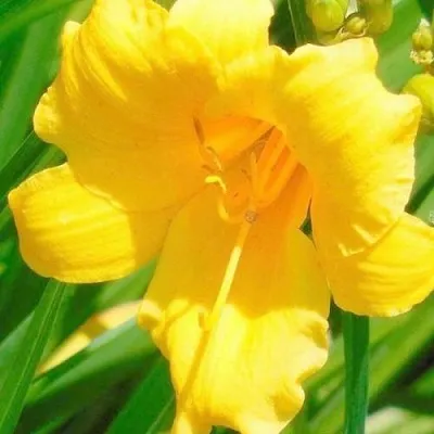 Лилейник гибридный Стелла де оро Лилейник гибридный Стелла де оро