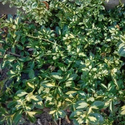 Бересклет САНСПОТ форчуна — описание сорта Бересклет САНСПОТ форчуна в Москве