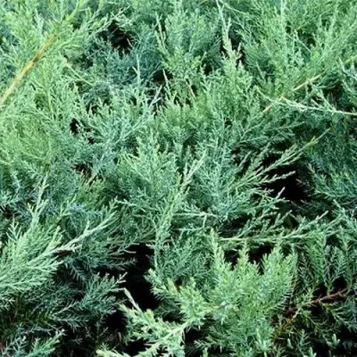 Можжевельник ПФИТЦЕРИАНА ГЛАУКА средний в Москве