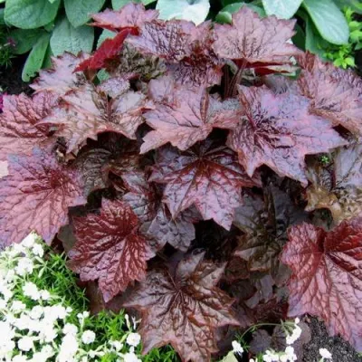 Гейхера ПАЛАС ПУРПЛ — описание сорта Гейхера ПАЛАС ПУРПЛ в Москве