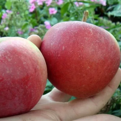Яблоня КРАСА СВЕРДЛОВСКА в Москве