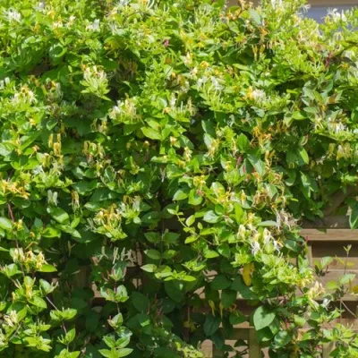 Жимолость ХАЛЛИАНА японская (Хелиана) — описание сорта Жимолость ХАЛЛИАНА японская (Хелиана) в Москве