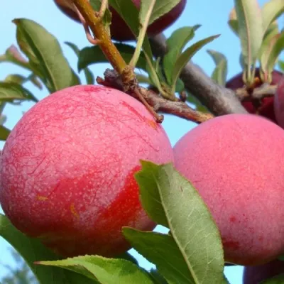 Слива ОЗАРК ПРЕМЬЕР — описание сорта Слива ОЗАРК ПРЕМЬЕР в Москве