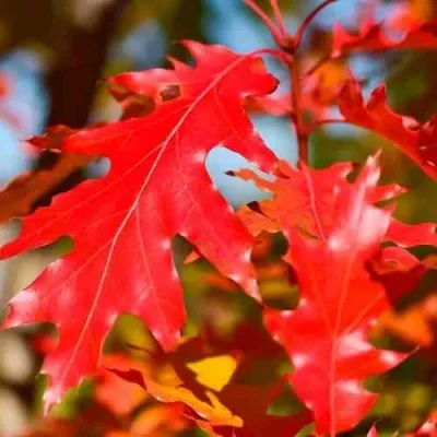 Дуб красный  — описание сорта Дуб красный  в Москве