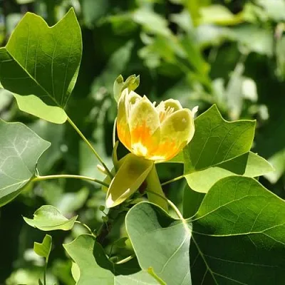 ЛИРИОДЕНДРОН тюльпанный  ЛИРИОДЕНДРОН тюльпанный в Москве