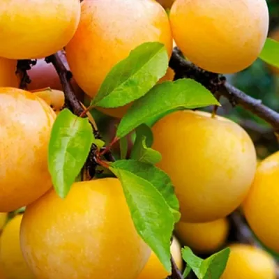 Слива МЕДОВАЯ ЖЁЛТАЯ — описание сорта Слива МЕДОВАЯ ЖЁЛТАЯ в Москве