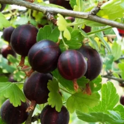 Крыжовник СЕВЕРНЫЙ КАПИТАН — описание сорта Крыжовник СЕВЕРНЫЙ КАПИТАН в Москве