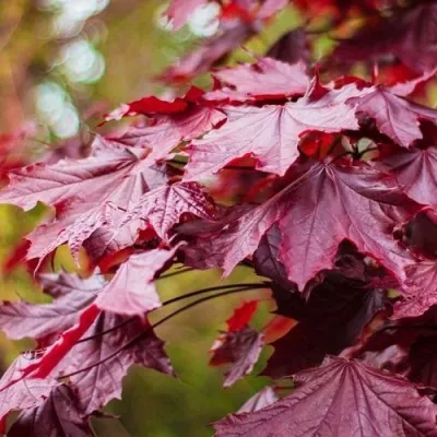 Клен РОЯЛ РЕД остролистный в Москве