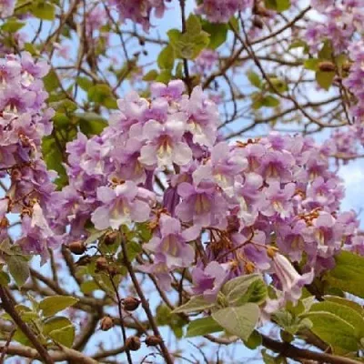 саженцы павлонии саженцы павлонии