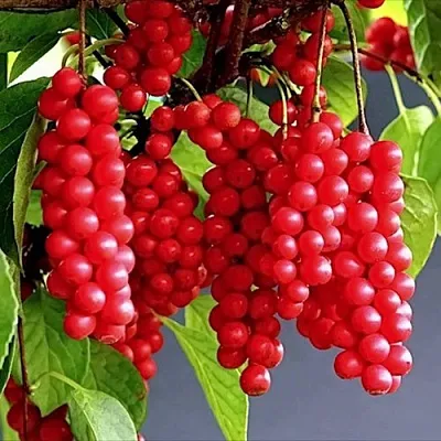 Лимонник САДОВЫЙ 1 китайский   Лимонник САДОВЫЙ 1 китайский  в Москве