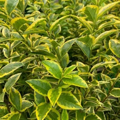 Бирючина АУРЕУМ овальнолистная — описание сорта Бирючина АУРЕУМ овальнолистная в Москве