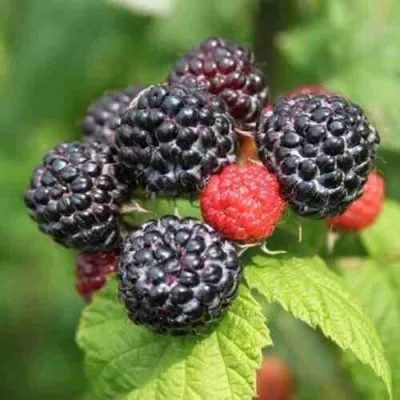 Малина БЛЭК ДЖЕВЕЛ — описание сорта Малина БЛЭК ДЖЕВЕЛ в Москве