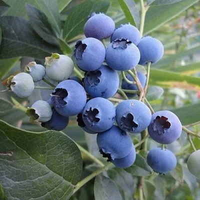 Голубика ЛЕГАЦИЯ  Голубика ЛЕГАЦИЯ в Москве