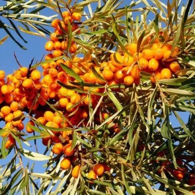 Облепиха ДАР МГУ — описание сорта Облепиха ДАР МГУ в Москве