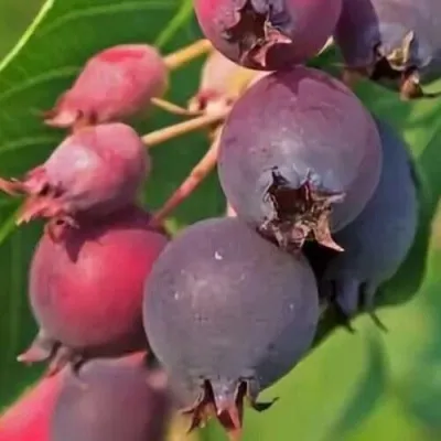 Ирга MANDAN — описание сорта Ирга MANDAN в Москве