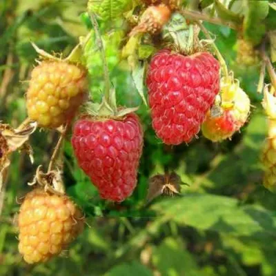 Малина РАДЗИЕВА — описание сорта Малина РАДЗИЕВА в Москве