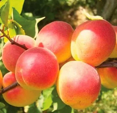 Абрикос NJA-19  Абрикос NJA-19 в Москве