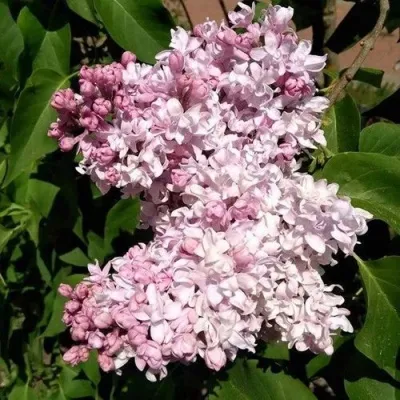 Сирень МИЛОСЕРДИЕ — описание сорта Сирень МИЛОСЕРДИЕ в Москве