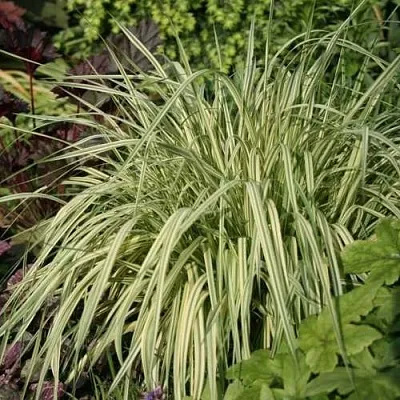 саженцы молинии саженцы молинии