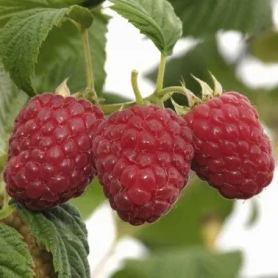 Малина ГУСАР в Москве