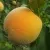 Персик ДОНЕЦКИЙ ЖЕЛТЫЙ в Москве