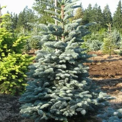 Пихта благородная — описание сорта Пихта благородная в Москве