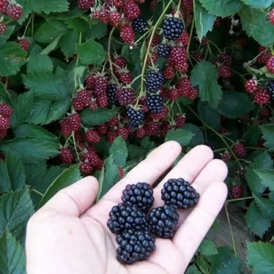 Ежевика ОРКАН бесшипная в Москве