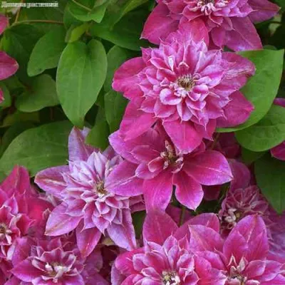 Клематис МАЙ ДАРЛИНГ  — описание сорта Клематис МАЙ ДАРЛИНГ  в Москве