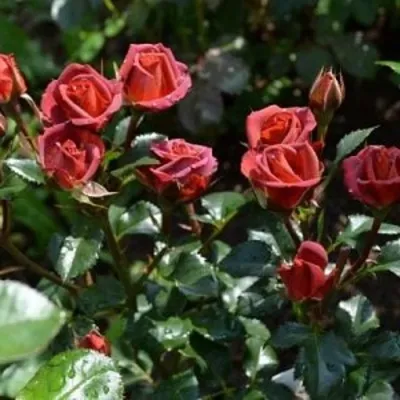 Саженцы роз ЧОКОЧИНО спрей в Москве