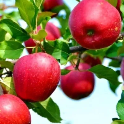 Яблоня МОДИ в Москве