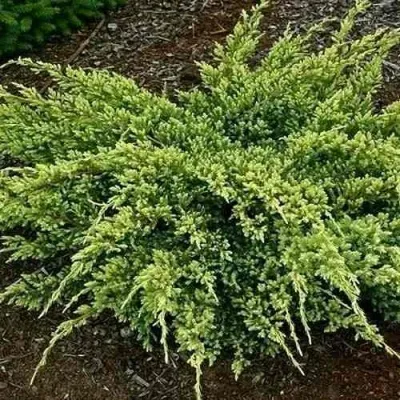 Можжевельник ДРИМ ДЖОЙ чешуйчатый — описание сорта Можжевельник ДРИМ ДЖОЙ чешуйчатый в Москве