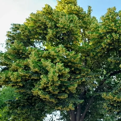 Липа в Москве