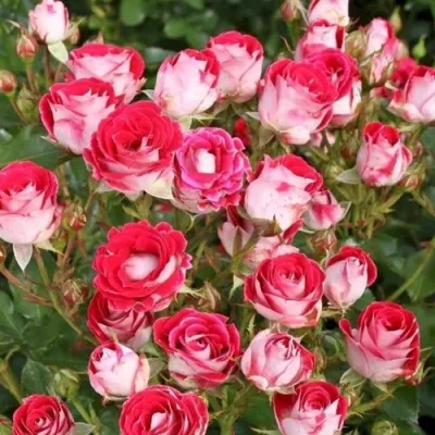 Саженцы роз ШОНЕ КОБЛЕНЦЕРИН флорибунда — описание сорта Саженцы роз ШОНЕ КОБЛЕНЦЕРИН флорибунда в Москве