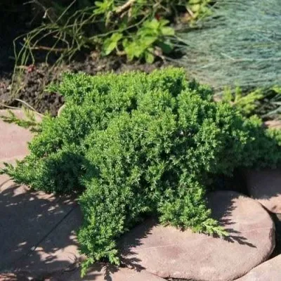 Можжевельник АВАСИ лежачий — описание сорта Можжевельник АВАСИ лежачий в Москве