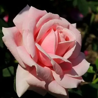 Саженцы роз ФРЕДРИК МИСТРАЛЬ чайно-гибридная  Саженцы роз ФРЕДРИК МИСТРАЛЬ чайно-гибридная в Москве