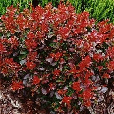 Барбарис КАРМЕН тунберга  Барбарис КАРМЕН тунберга в Москве